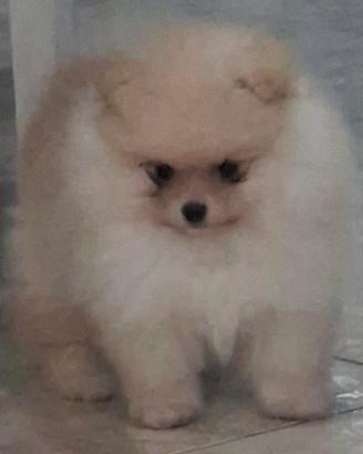 Spitz di pomerania