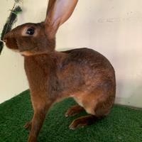 Conigli di razza pura