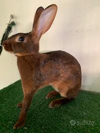 Conigli di razza pura