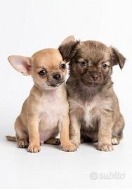 chihuahua senza pedigree