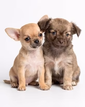 chihuahua senza pedigree