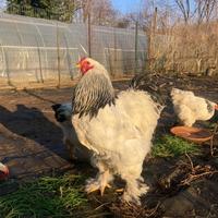 Gallo Brahma Columbia