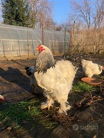 Gallo Brahma Columbia