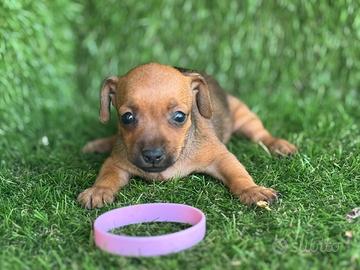 Pinscher