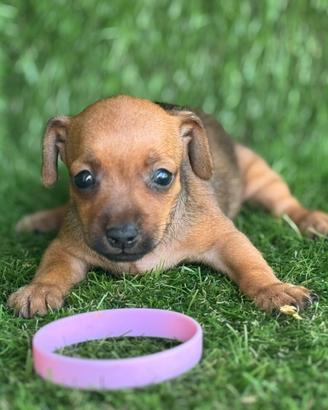 Pinscher
