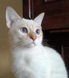Prenotabili micini Thai Siamese Tradizionale