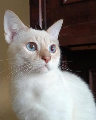 Prenotabili micini Thai Siamese Tradizionale