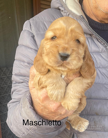 Cocker spaniel inglese con Pedigree ENCI