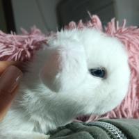 Cuccioli Mini Lop