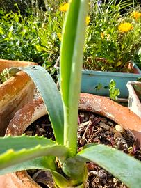 piantina di Agave 