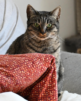 Gattina