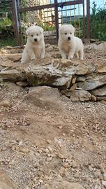 Cuccioli di pastore maremmano