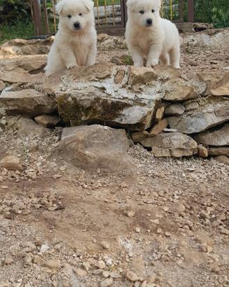 Cuccioli di pastore maremmano