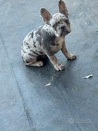 Bulldog francese