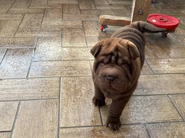 Sharpei con pedegree