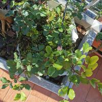 Piante di carrubo di Puglia