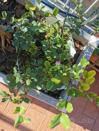 Piante di carrubo di Puglia