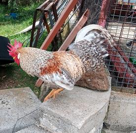 Gallo Legbar