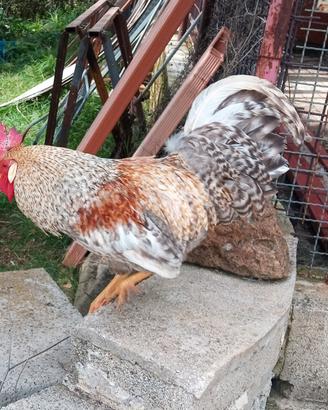 Gallo Legbar