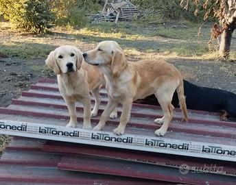 Golden retriever