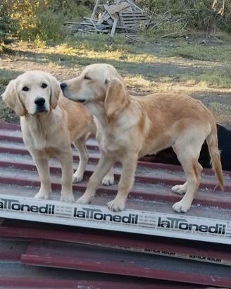 Golden retriever