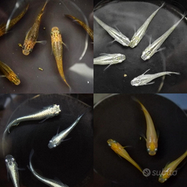 Starter kit mini pond