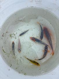 Carpe koi