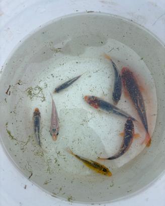 Carpe koi
