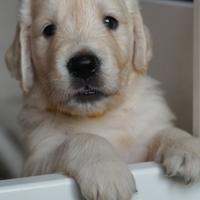 Cuccioli di golden Retriever con pedigree