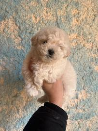 Maltipoo cuccioli