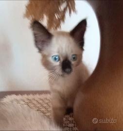 Gattini siamesi