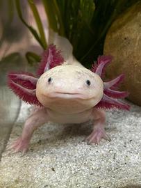 Axolotl maschio adulto