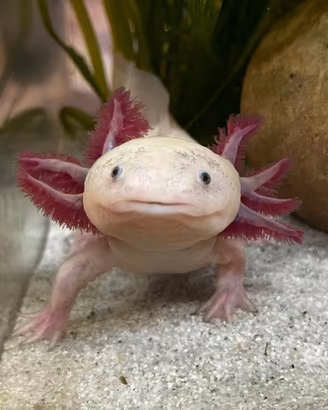 Axolotl maschio adulto