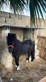 Pony