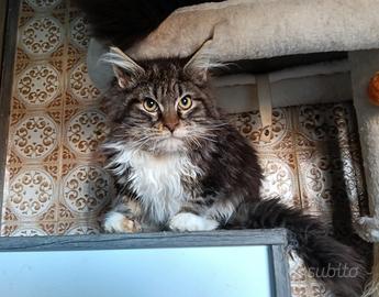 Cucciolo Maine coon maschio