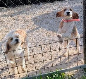 Petit Griffon Vandeen