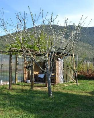 Terreno La Fiora Alta - Terracina (LT)