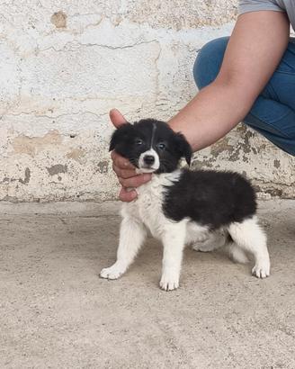 Cuccioli border collie