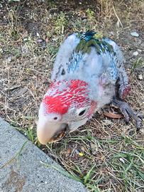 Ara claropta