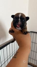 Bulldog francese