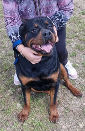 Rottweiler