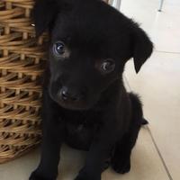 Cuccioli taglia piccola