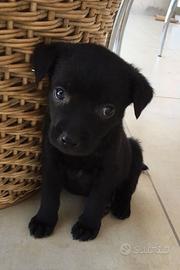 Cuccioli taglia piccola