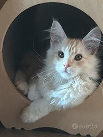 Maine Coon