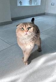 Gatto Scottish fold