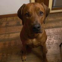 Rhodesian Ridgeback disponibile per monta