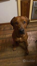 Rhodesian Ridgeback disponibile per monta