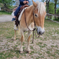 Haflinger