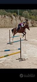 cavallo da salto 