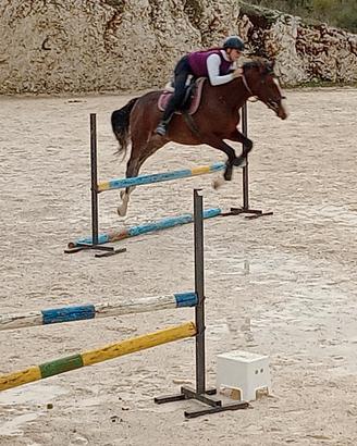 cavallo da salto 
